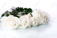 5776174-White-roses-on-white-ground-Stock-Photo.jpg