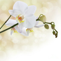 Beautiful-White-Orchid-Flower.jpg