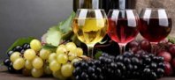 vino-i-lozje-630x289.jpg
