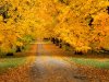 autumn wallpaper-3.jpg