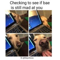 9gag-cute-dog-funny-Favim.com-3769196.jpg