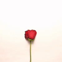 B984DF04-F1F1-4F16-816C-9FE9F6DA7E8B.gif