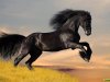 running-horse-wallpapers.jpg