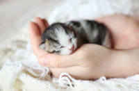 Cute-Little-Kitten-kittens-40888441-500-328.jpg