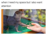 when-i-need-my-space-but-i-also-want-attention-hGSz5.jpg