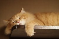 Sleepy-cat-http-flic.kr-p-9fZyGf.jpg