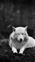 wolf-35762880-730e-39c4-9791-a747678ba437.jpg