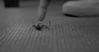 spider.gif
