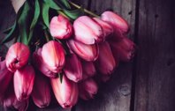 tulipsmain_daria_minaeva_102522thumb_0.jpg