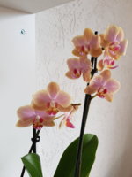 20180308_150958.jpg