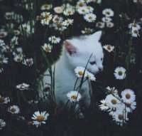 Aesthetic-cat-field-flower-Favim.com-4374851.jpg