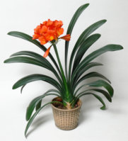 Clivia-miniata-2.jpg