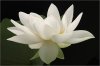 Lotus_Flower_IMG_1724.jpg