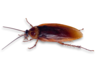 a-roach.png