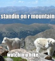 standing-mountain-goat.jpg