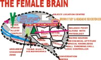 female_brain.jpg