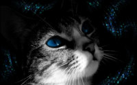 Beautiful-Cat-cats-16122416-1280-800.jpg