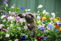 animals-smelling-flowers-27__880.jpg