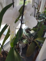 20180508_082732.jpg