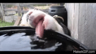 SvsKV-.gif