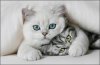 cat-love.jpg