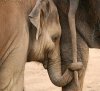 elephant-baby.jpg