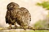 owl.jpg