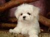 lovely_white_puppy_dog_83180.jpg