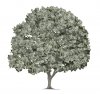 iStock_money tree.jpg