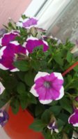 IMG_20180516_190059.jpg