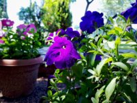 IMG_20180526_125148.jpg