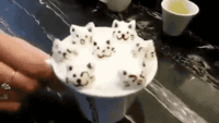 giphy (1).gif