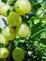 220px-Stachelbeeren.jpg