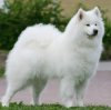 sibirski-samojed-zenka-stara-2.5-godine-trazi-muzjaka-slika-1026428.jpg