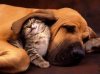 dog-and-cat-sleeping-together.jpg