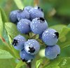 Blueberry.jpg