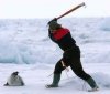 Baby+seal.jpg