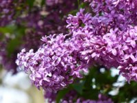 lilac.jpg