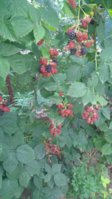 IMG_20180704_183824.jpg