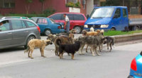 kucinja-skitnici.jpg