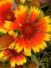 red-orange-macro-lens-flower-photography-2009-John-Cuthbert-768x1024.jpg