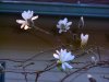 star magnolia blooms.jpg