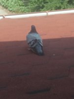 20180730_110524.jpg