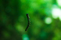 caterpillar.jpg