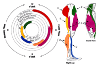 pedalstroke_large.gif