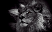 black-and-white-lion-wallpaper-lion-black-and-white-wallpaper-hd-wallpaper-wallpaperlepi.jpg