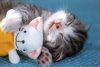cute cat sleeping.jpg