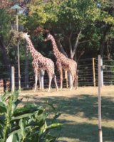 IMG_20180930_153857_509.jpg