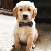 akc-golden-retriever-puppies-text-us-216-930-7599-202959066_2641ad254fb9c60d_858X617.jpg