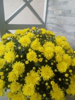 IMG_20181021_093652.jpg